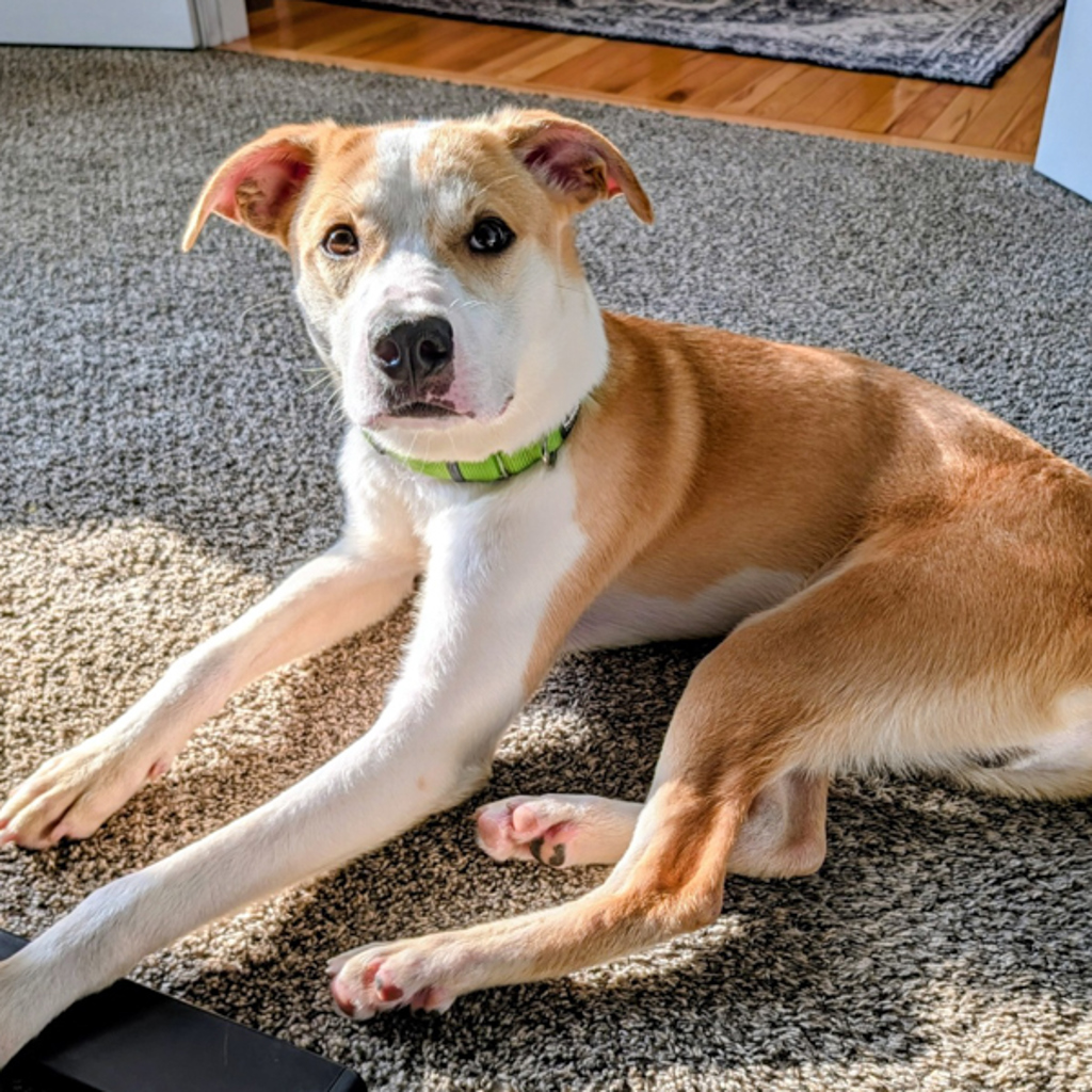 Barkley