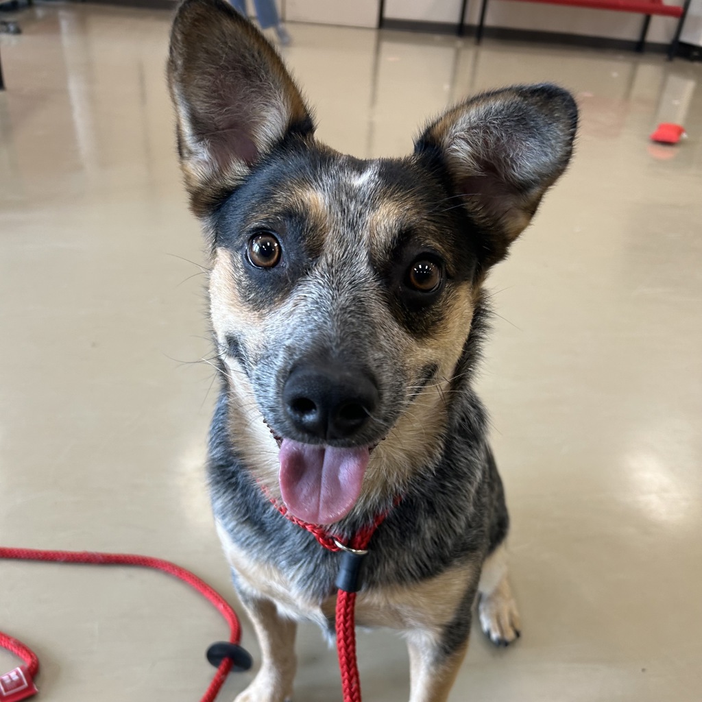 Bella