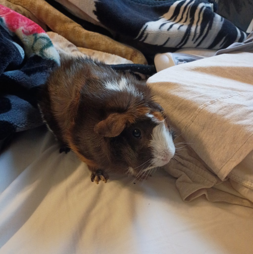Bella -- Bonded Buddy With Chiquitina