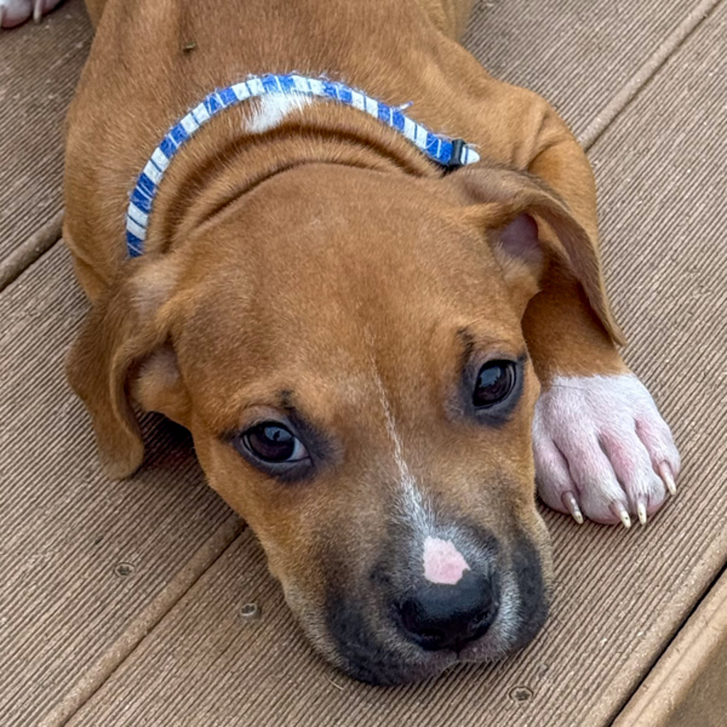Benny
