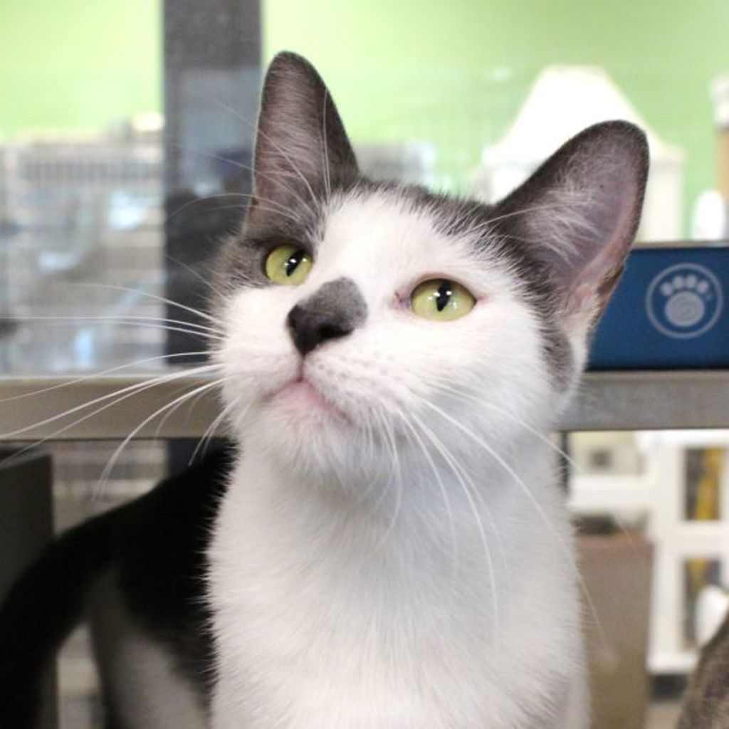Betty Booper -- Bonded Buddy With Khaleesi