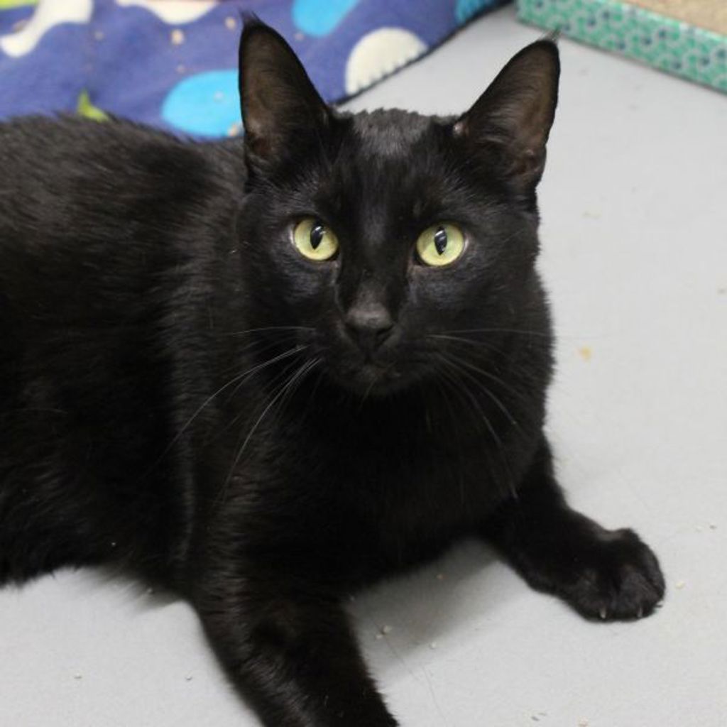 Binky -- Bonded Buddy With Ace