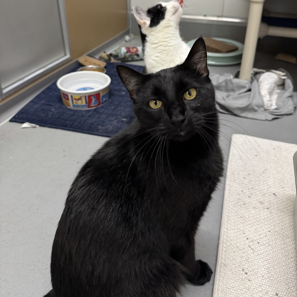 Binx -- Bonded Buddy Of Oreo