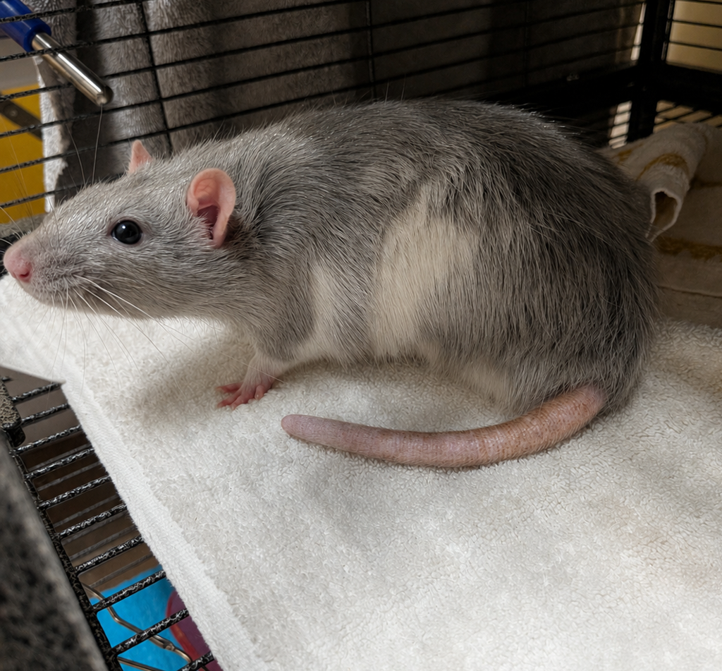 Bity Bee -- Bonded Buddy With Cosmo