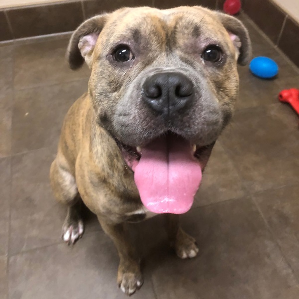 Brutus
