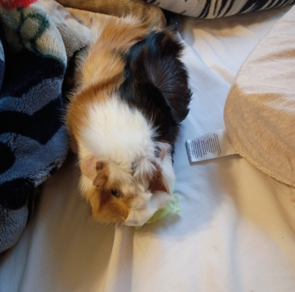 Chiquitina -- Bonded Buddy With Bella