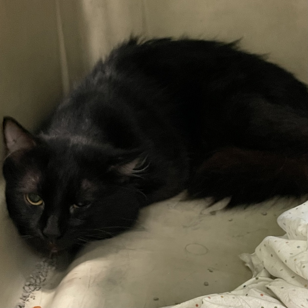 Christopher-- Bonded Buddy With Kory