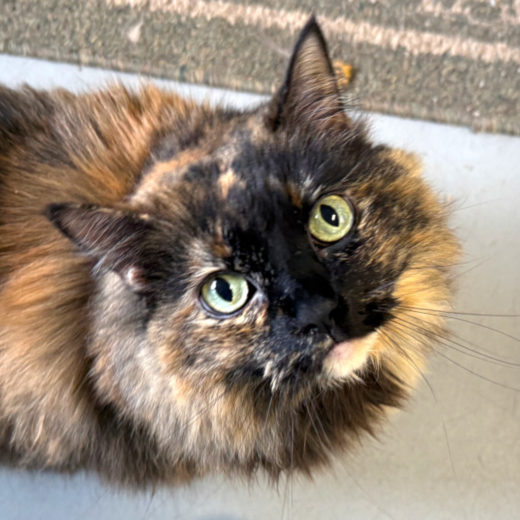 Coco