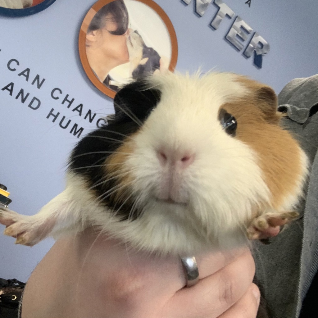 Cookie -- Bonded Buddy With Ruby