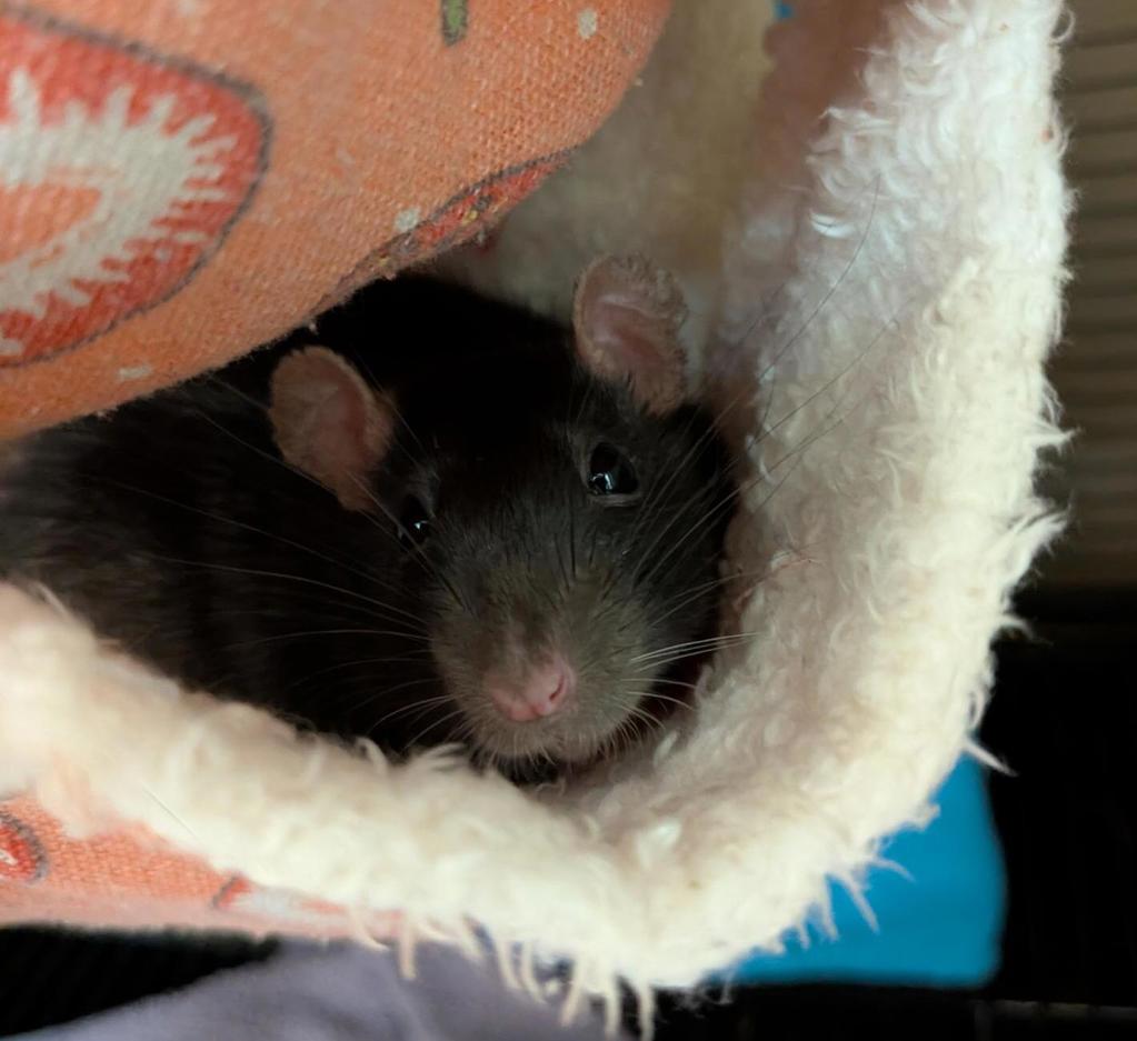 Cosmo -- Bonded Buddy With Bity Bee