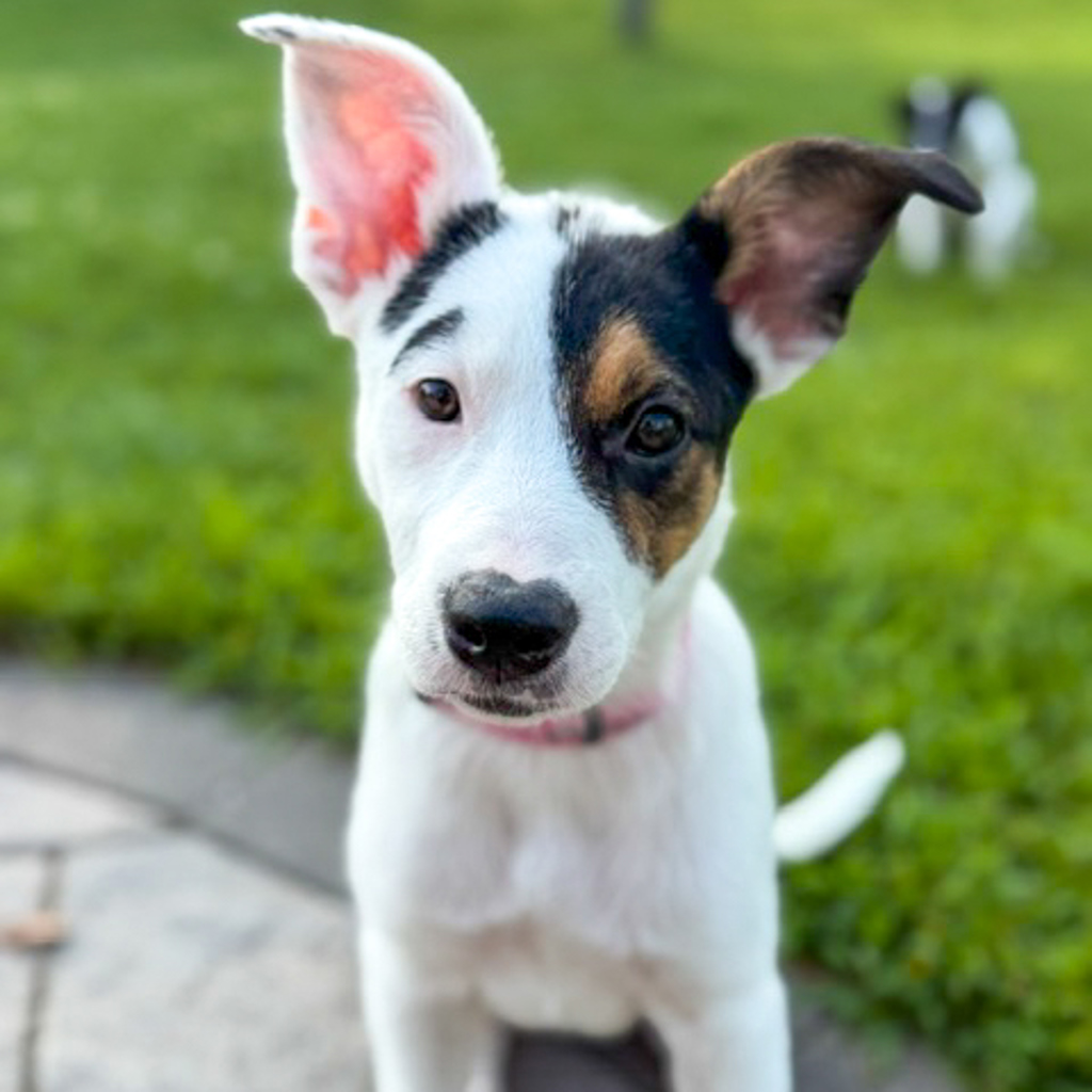 Dottie