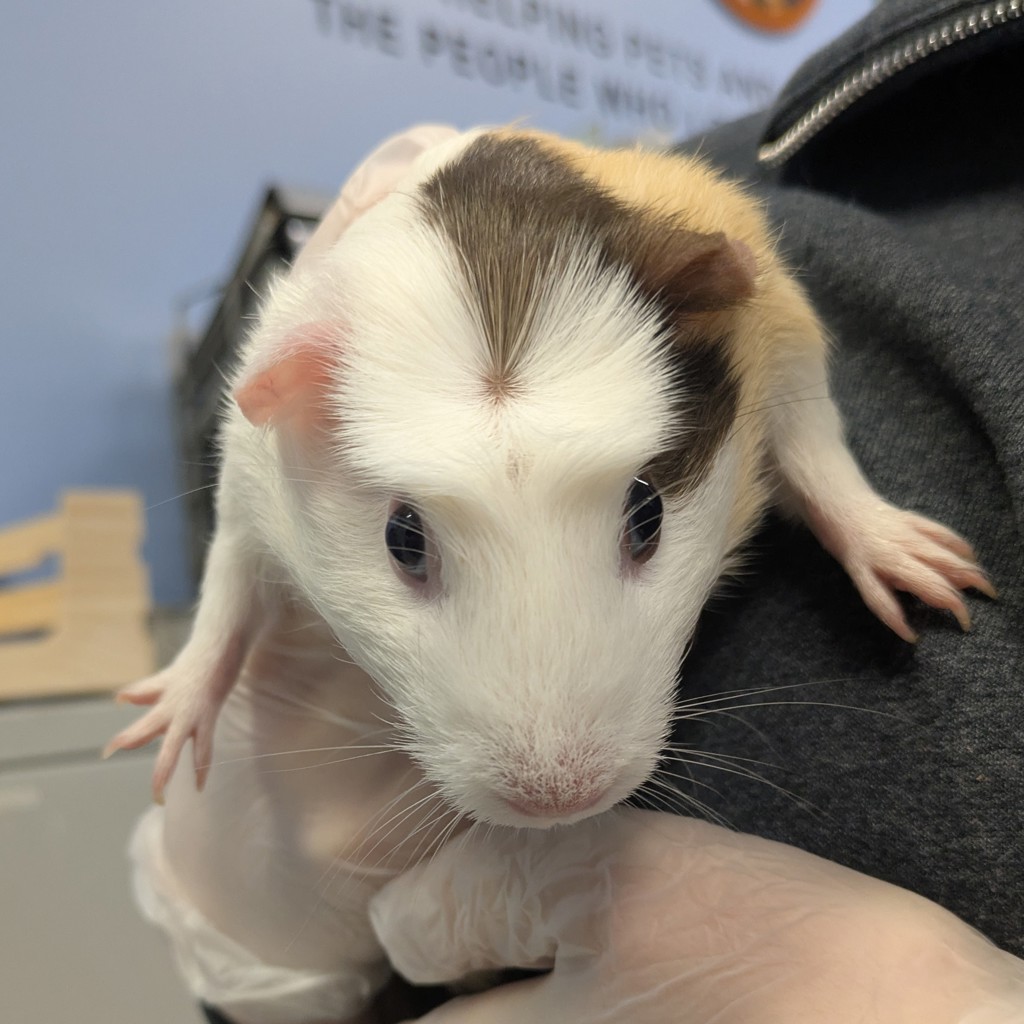 Figgy The Piggy -- Bonded Buddy With Reeces