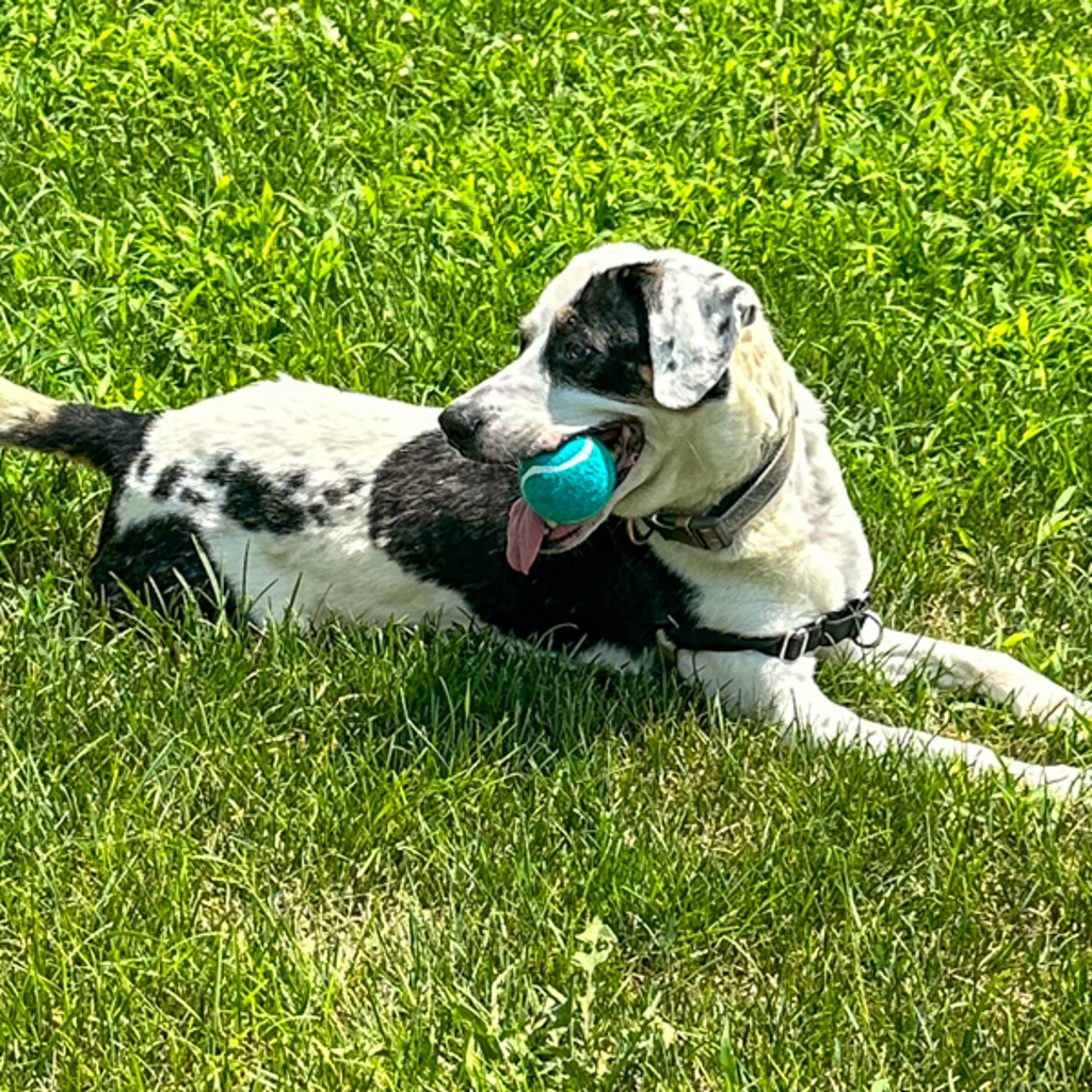 Georgie