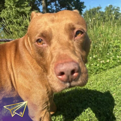 Gunner
