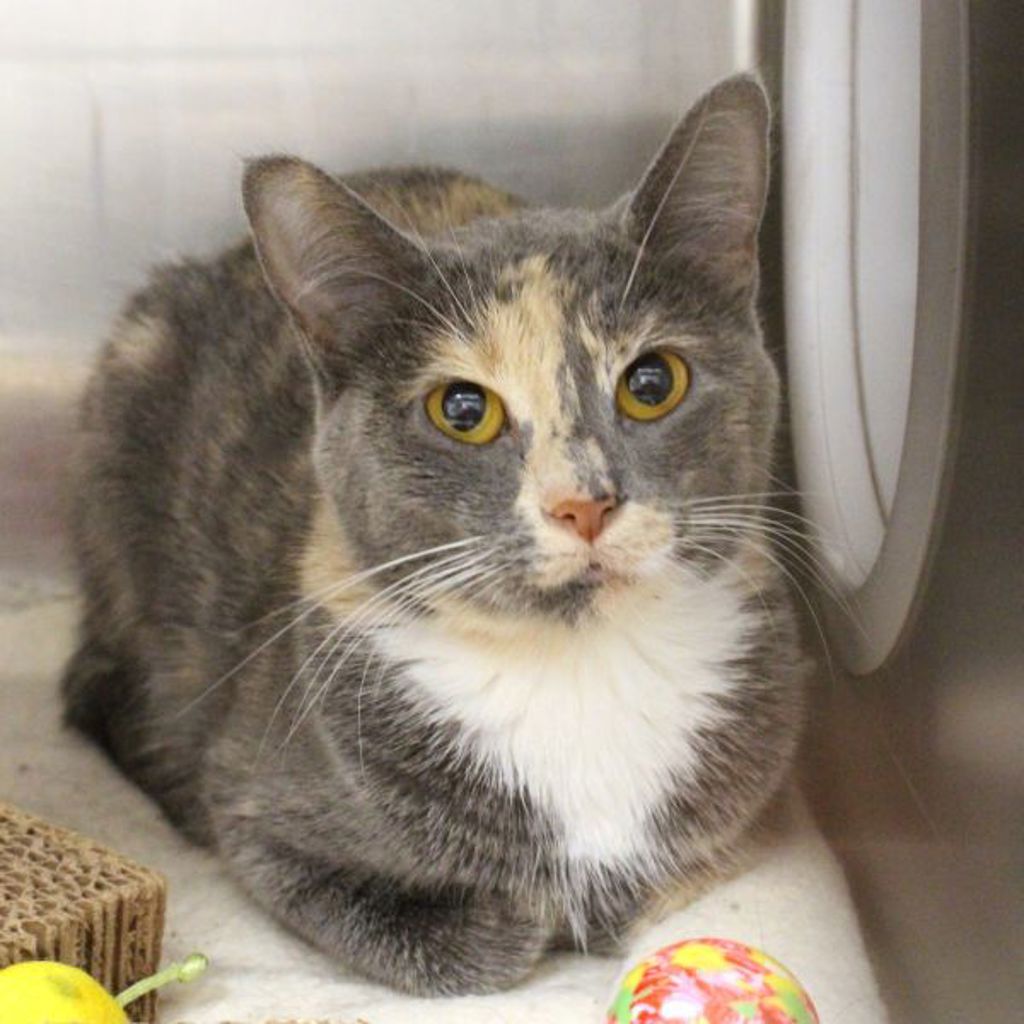 Iris — Bonded Buddy With Ivy