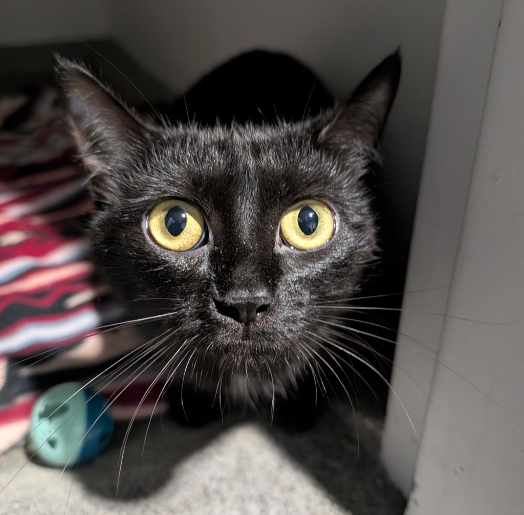 Ivy — Bonded Buddy With Iris