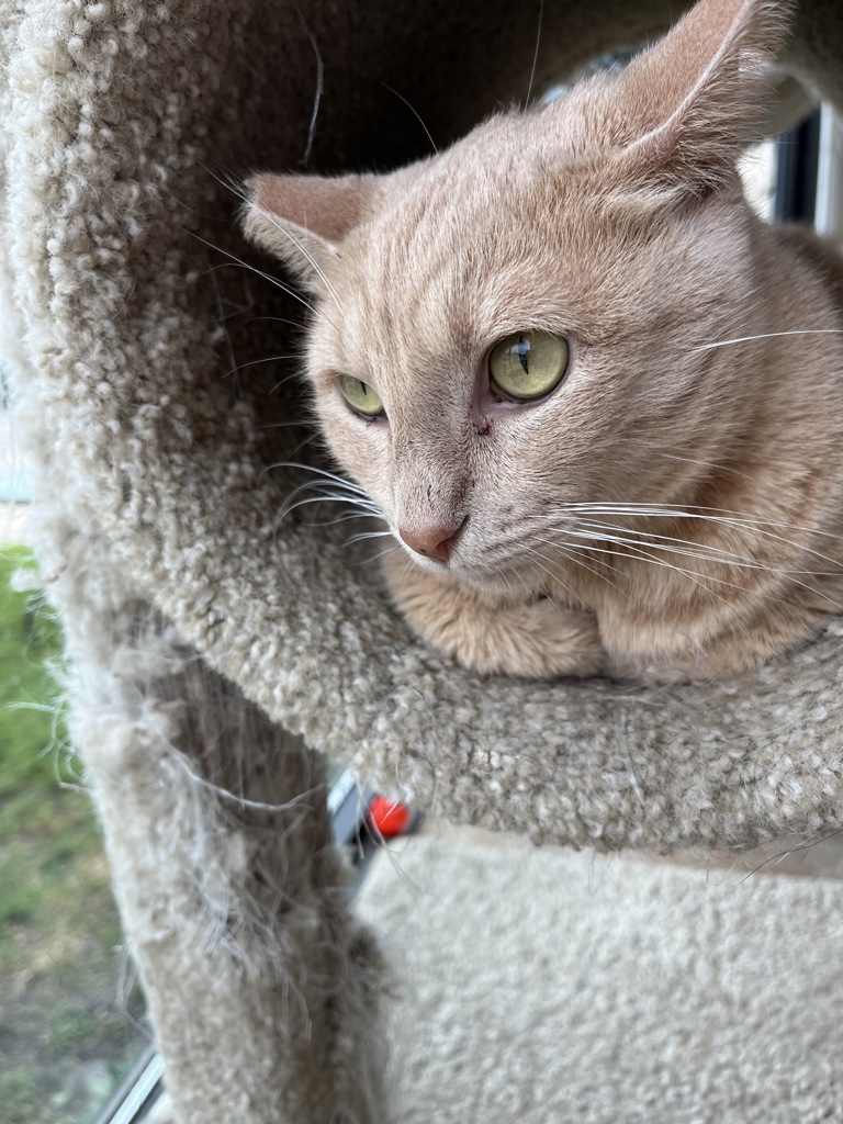 Jasper