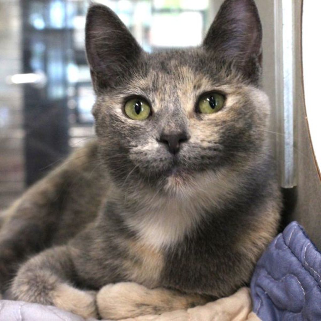Khaleesi -- Bonded Buddy With Betty Booper