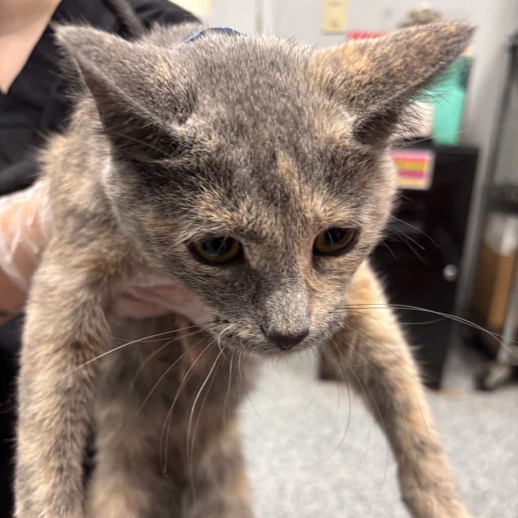 Khaleesi -- Bonded Buddy With Betty Booper