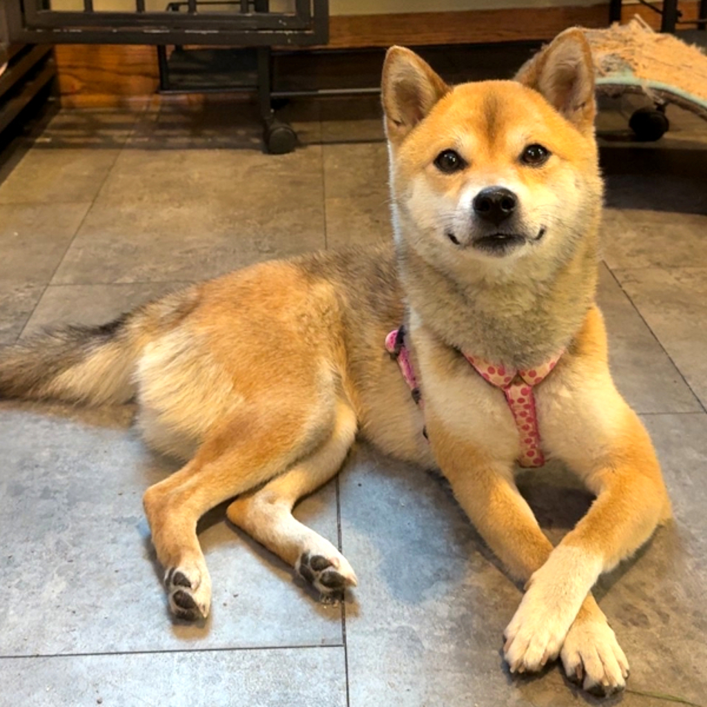 Little Lady