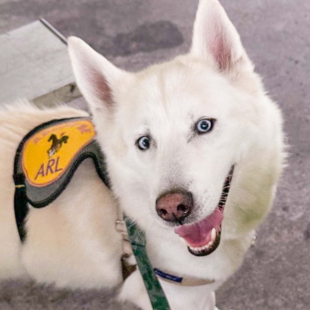 Loki -- Bonded Buddy With Willow