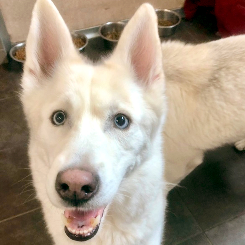 Loki -- Bonded Buddy With Willow