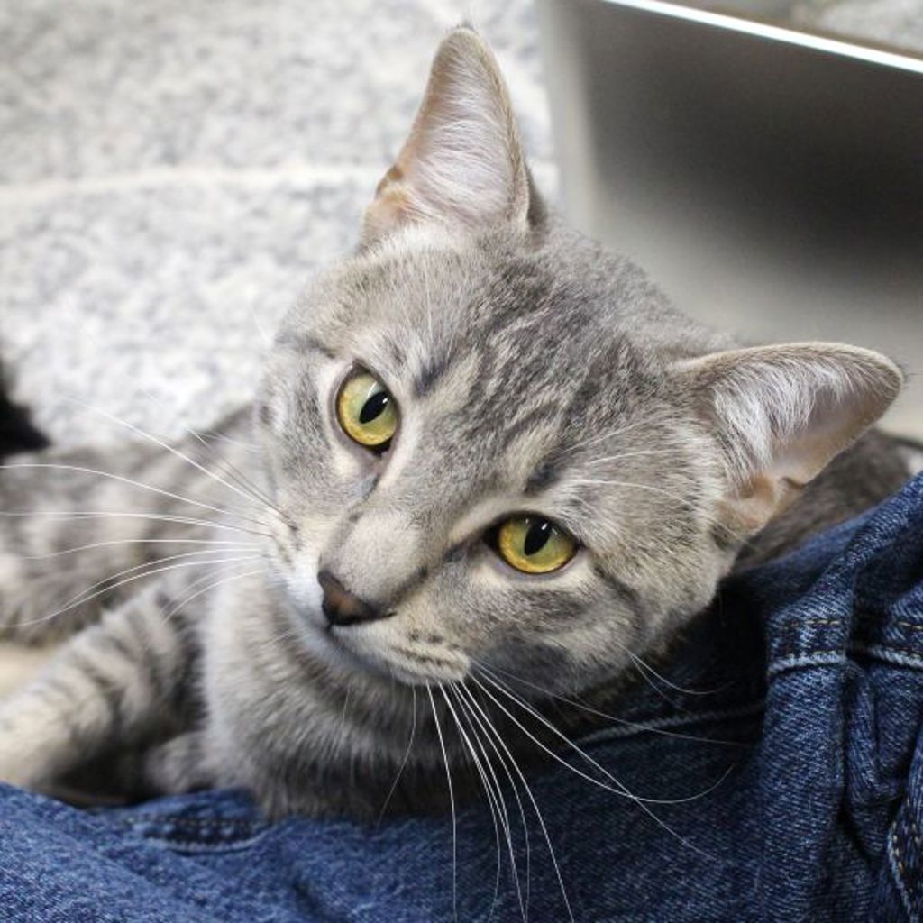 Miko -- Bonded Buddy With Mango