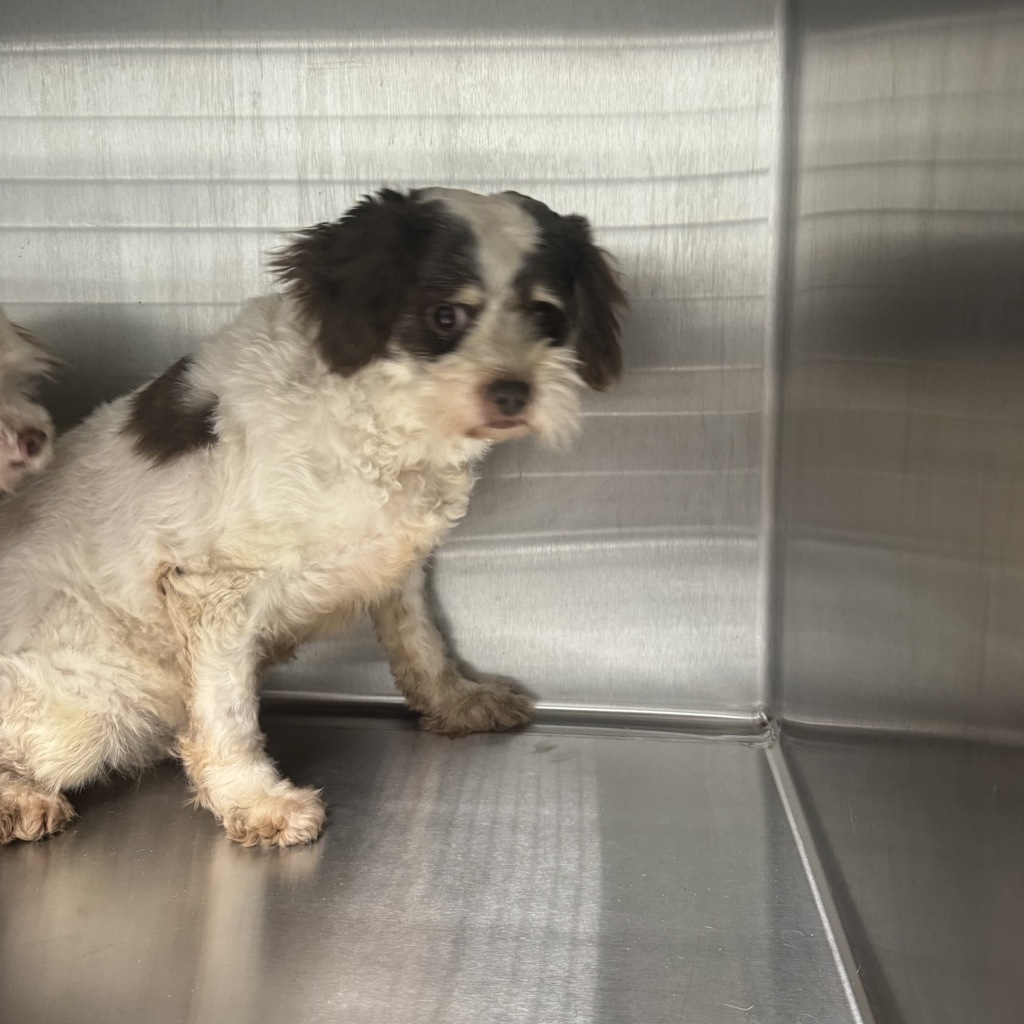 Miles — Bonded Buddies With Myron