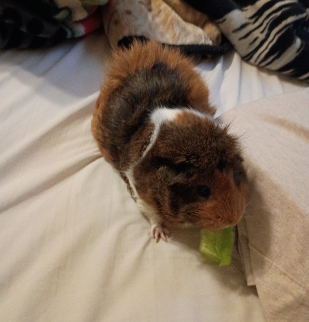 Minie -- Bonded Buddy With Pulguita