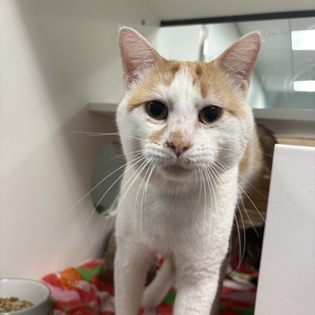 Mischief - Bonded With Sweet Pea