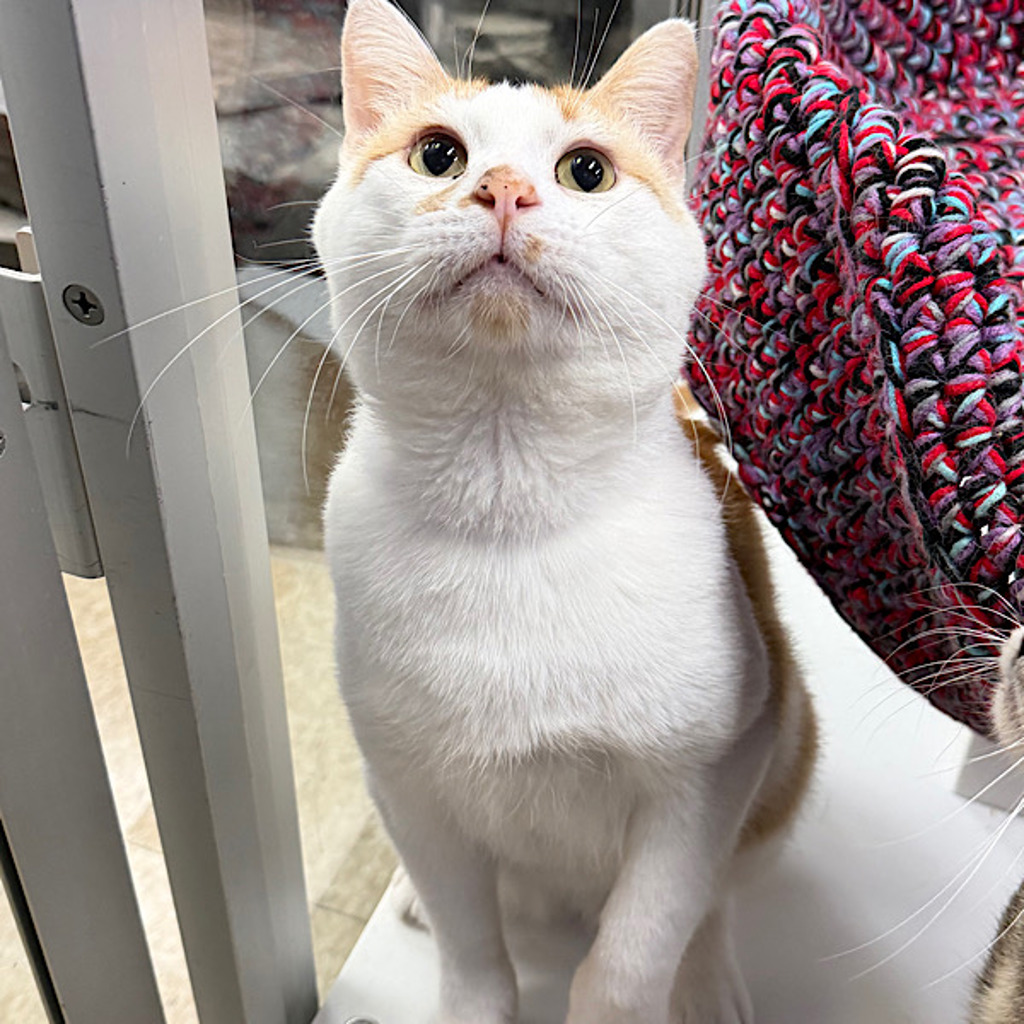 Mischief - Bonded With Sweet Pea
