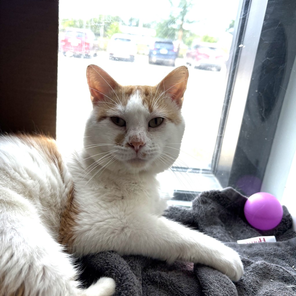Mischief - Bonded With Sweet Pea
