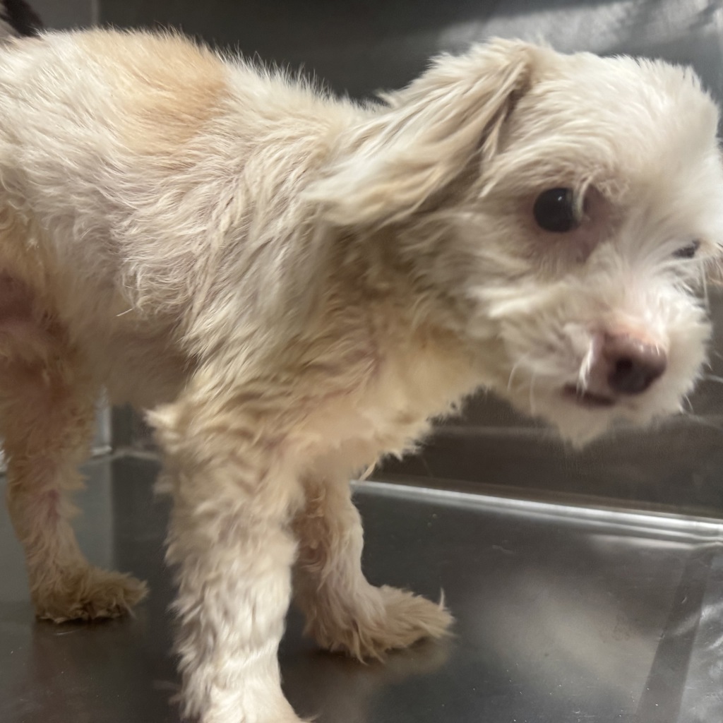 Myron — Bonded Buddies With Miles