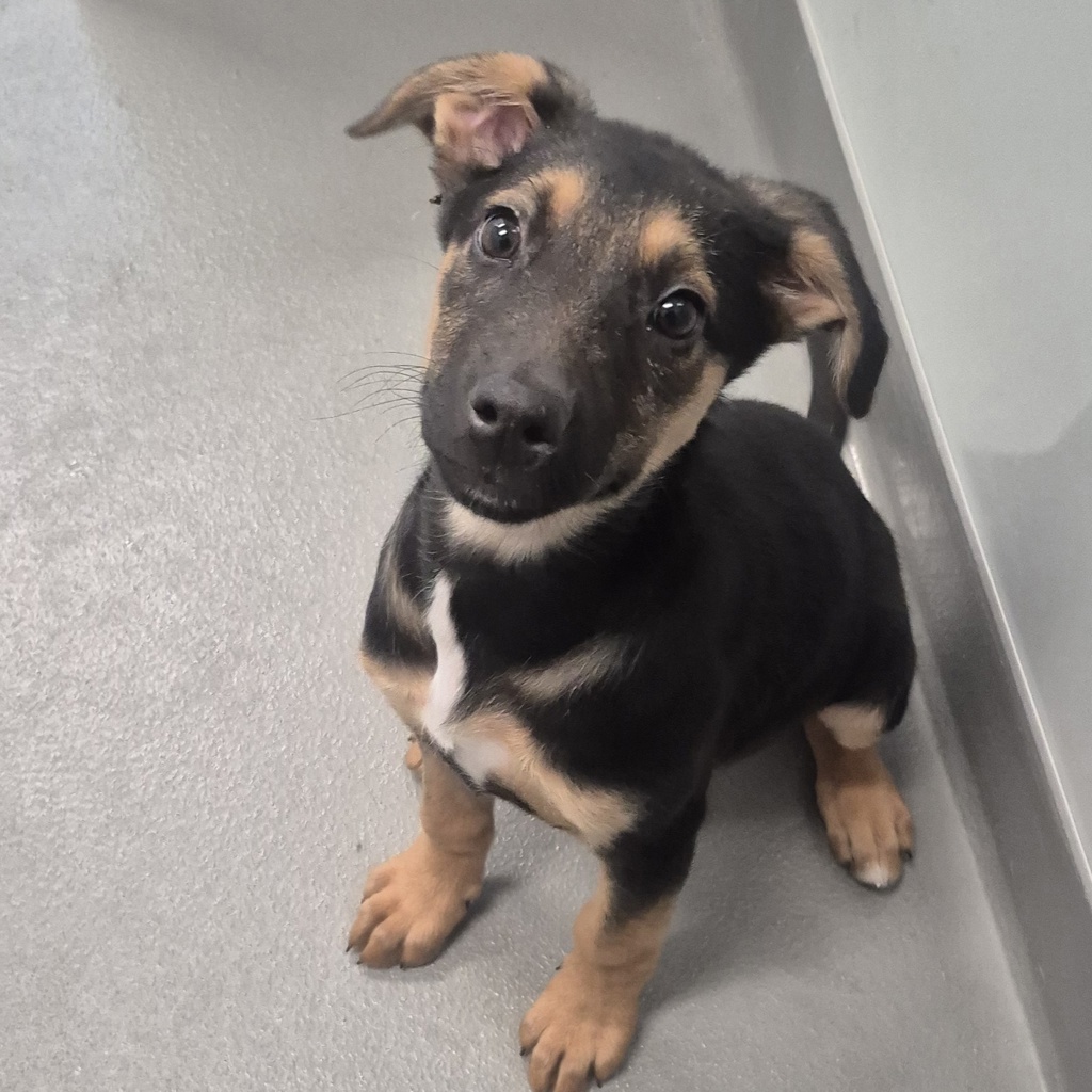 Nala