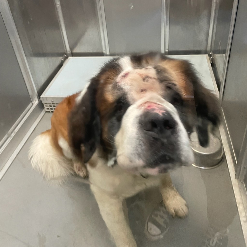Saint Bernard