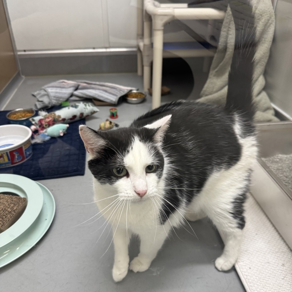 Oreo -- Bonded Buddy Of Binx