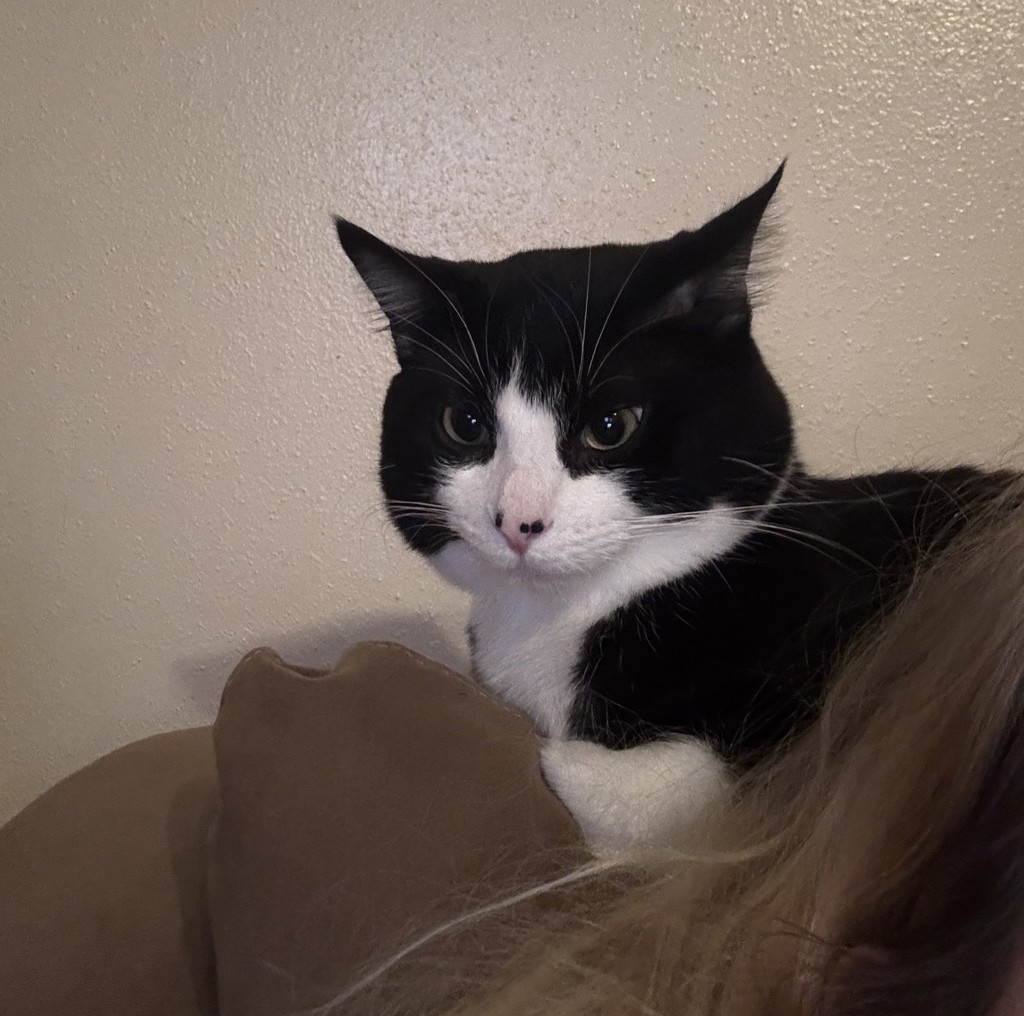 Oreo -- Bonded Buddy With Ocean