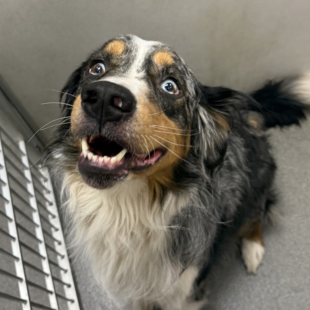 Otis