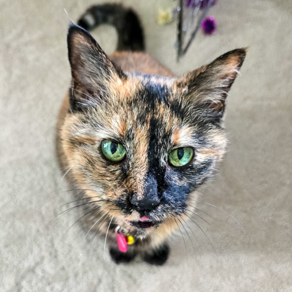 Paisley -- Bonded Buddy With Lucy