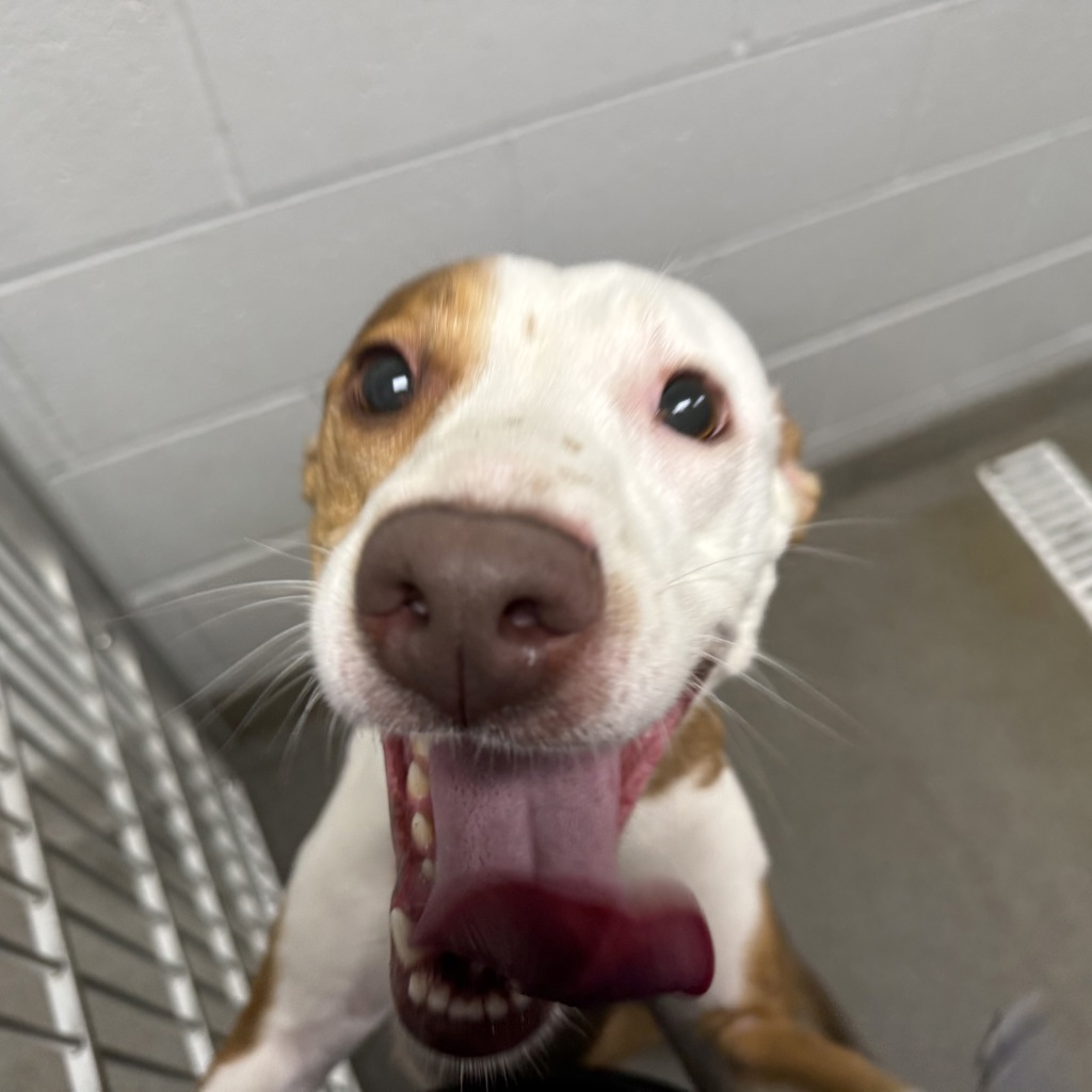 Terrier
