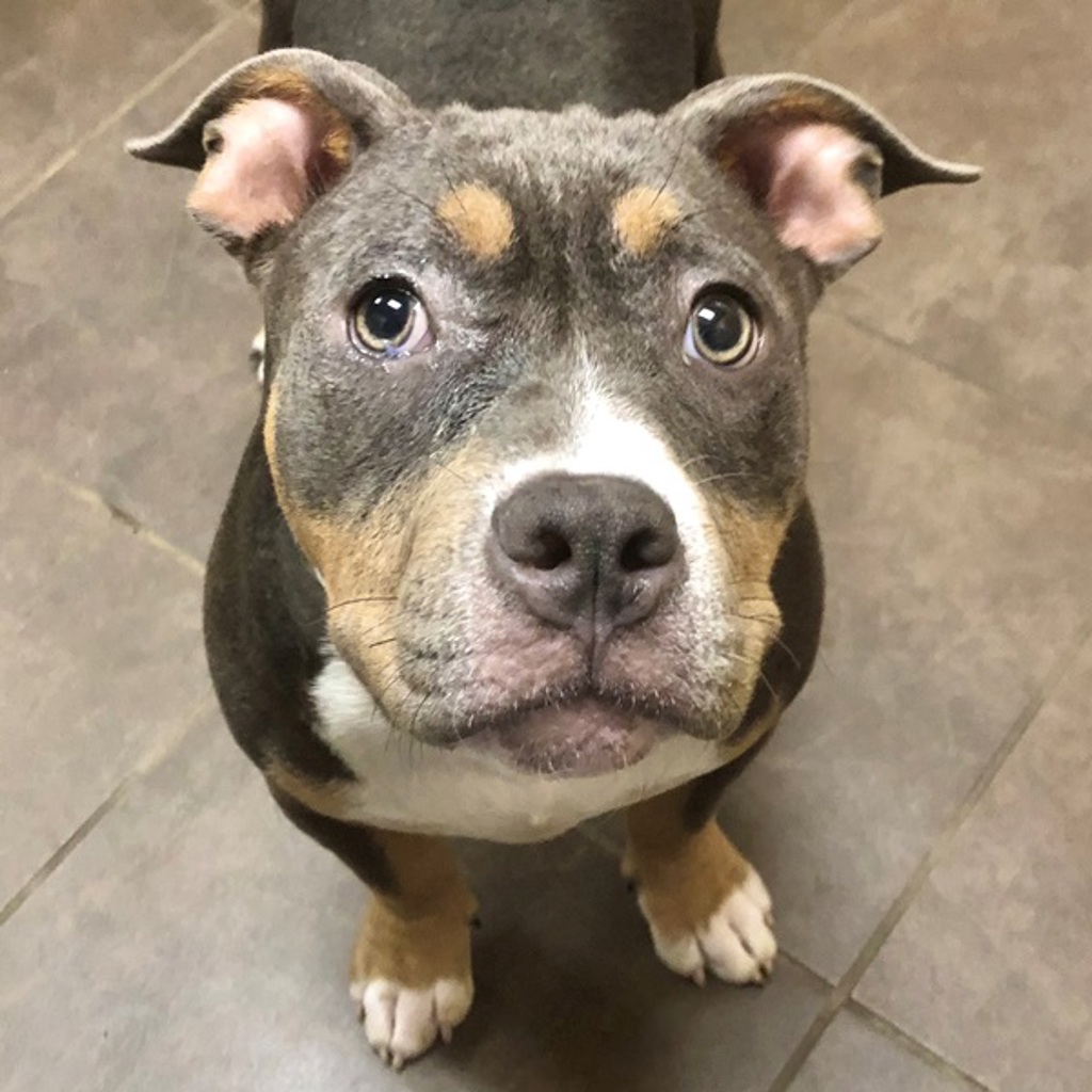Penelope