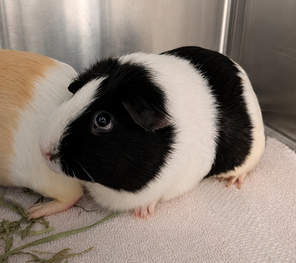 Peppa --  Bonded Buddy Of Luna