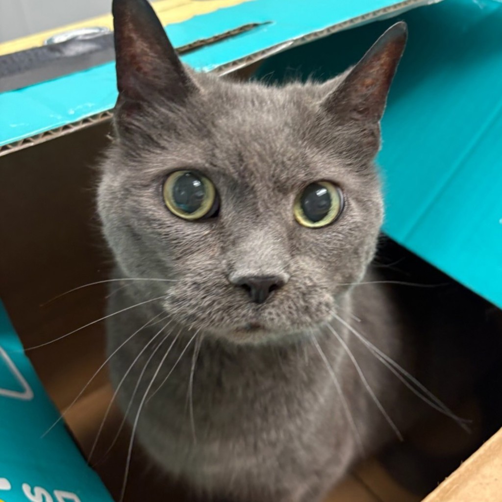 Piper