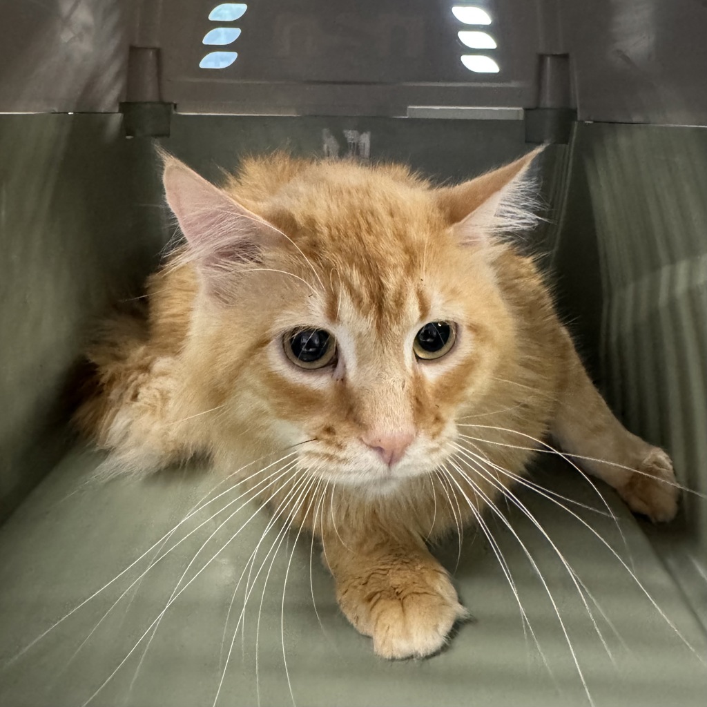 Princeton -- Bonded Buddy With Leo
