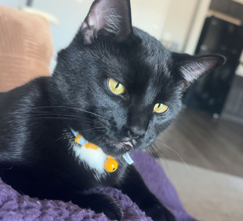 Prosciutto