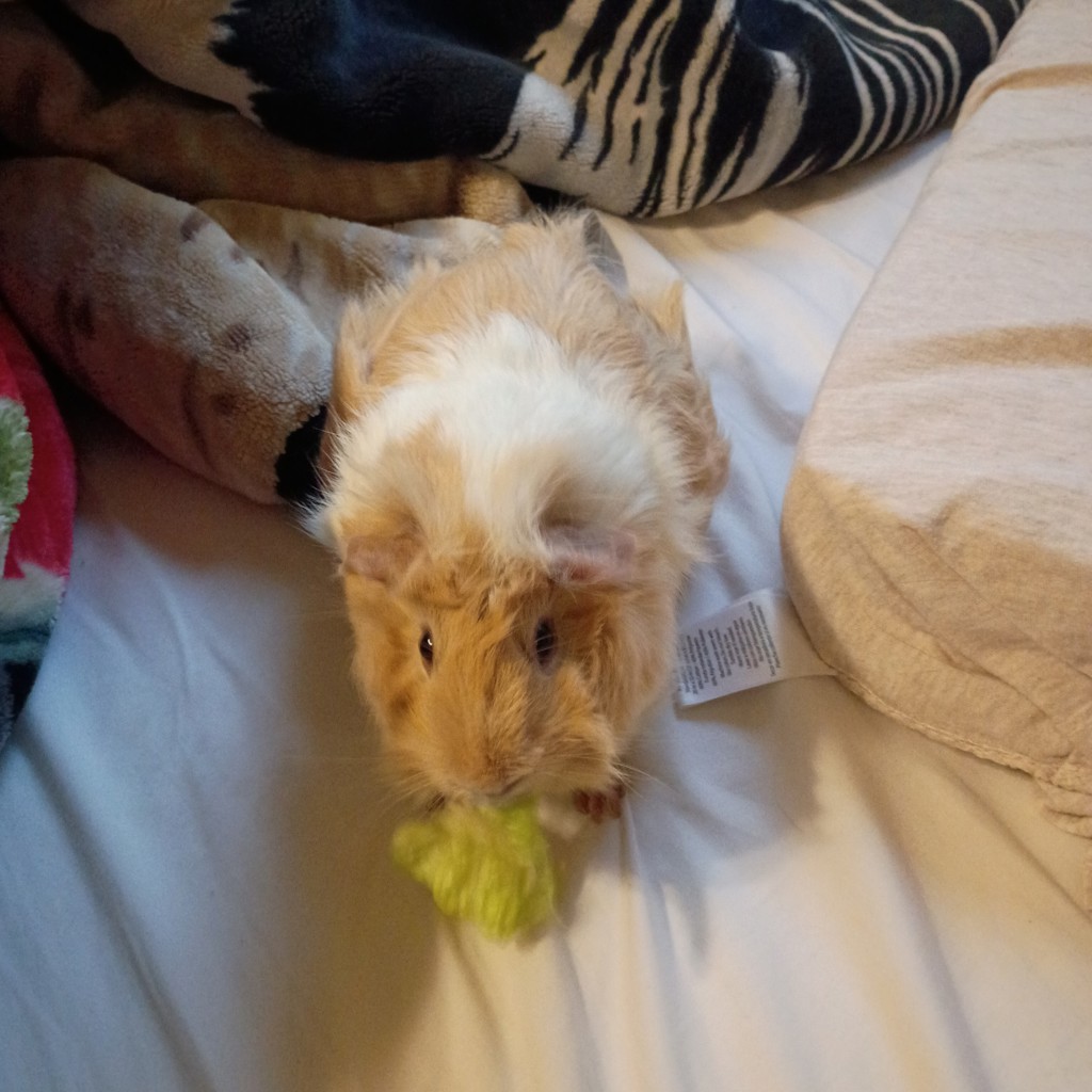 Pulguita -- Bonded Buddy With Minie