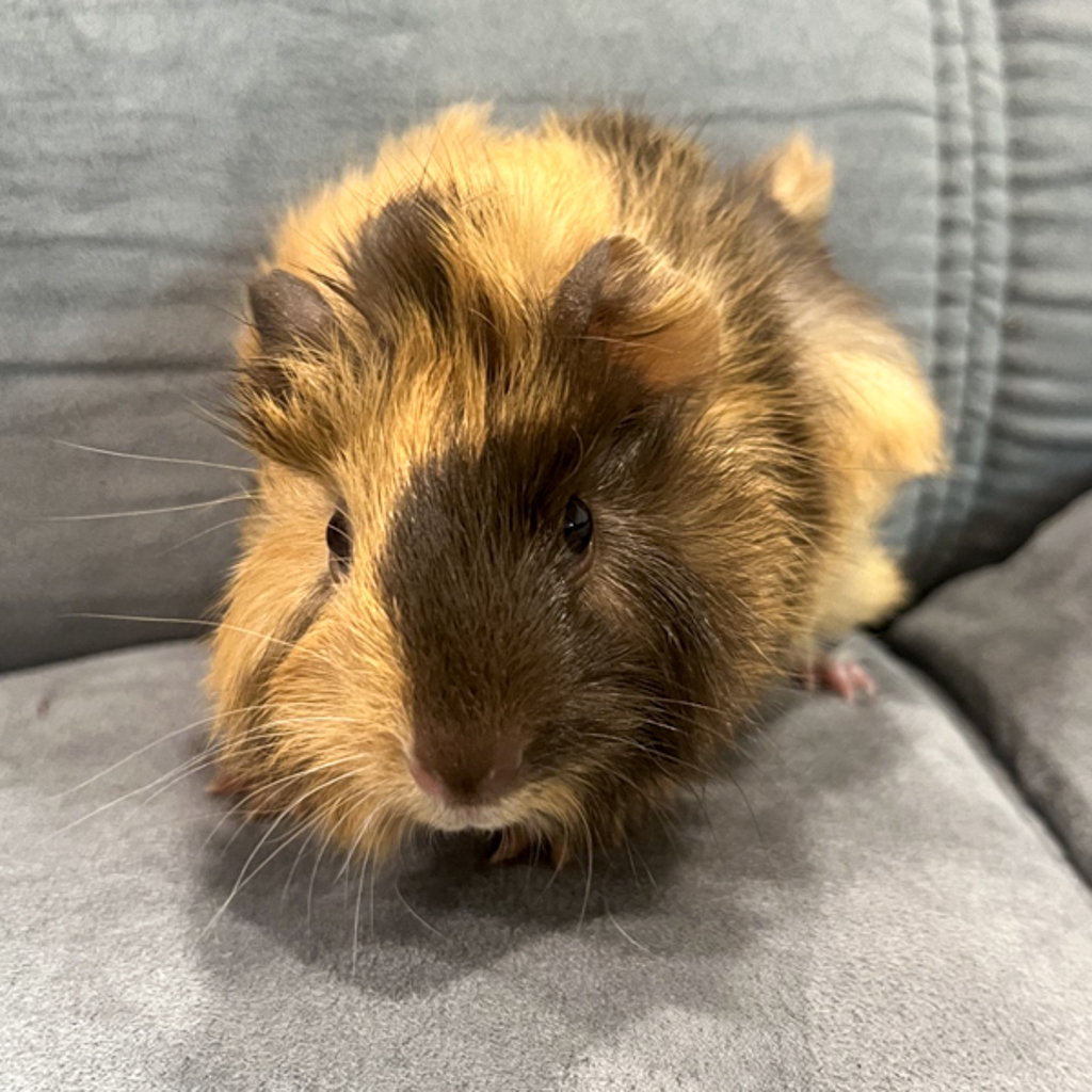 Reeses -- Bonded Buddy With Figgy The Piggy