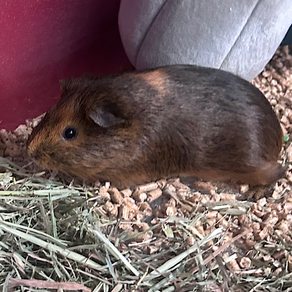 Ruby -- Bonded Buddy With Cookie