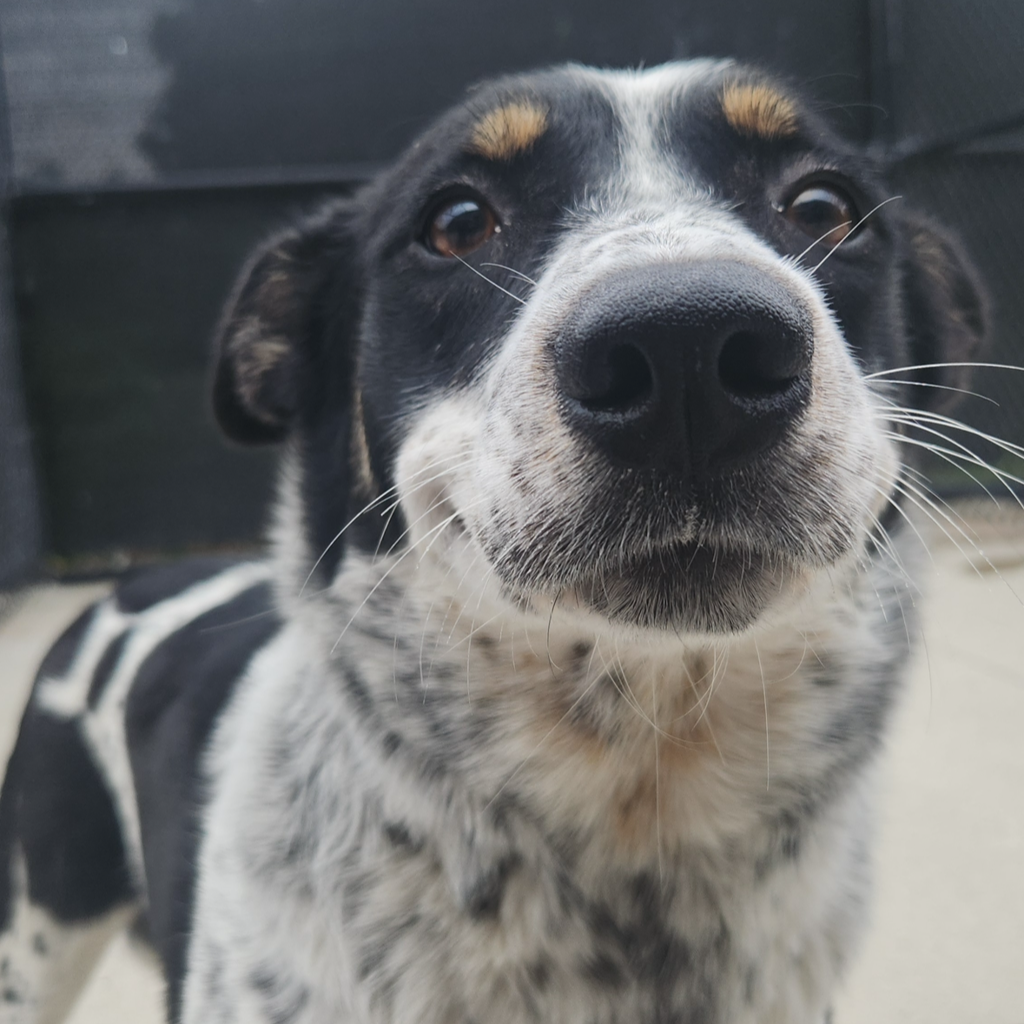 Sadie