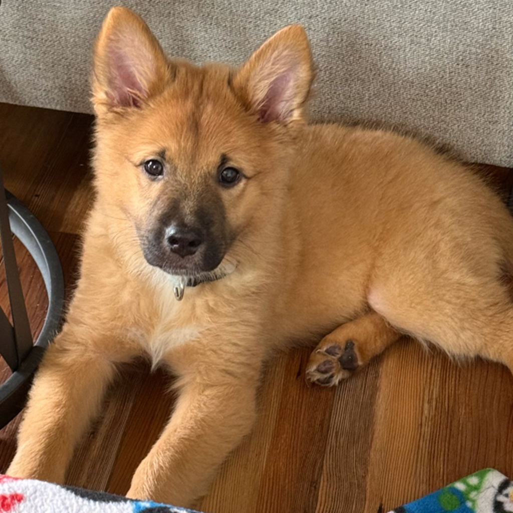 Sienna